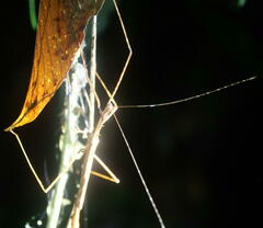 Diesbachia