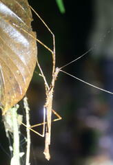 Diesbachia
