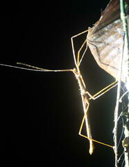 Diesbachia