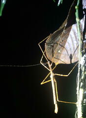 Diesbachia