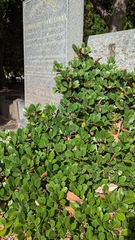 Rhaphiolepis umbellata