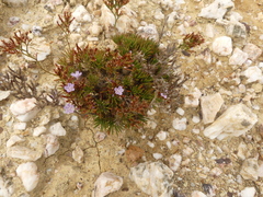 Limonium kraussianum