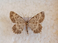 Charissa glaucinaria