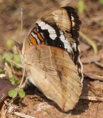 Junonia oenone