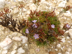 Limonium kraussianum