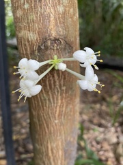 Phaleria