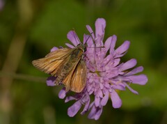 Thymelicus sylvestris