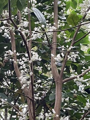 Phaleria