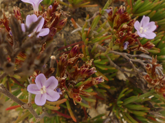 Limonium kraussianum