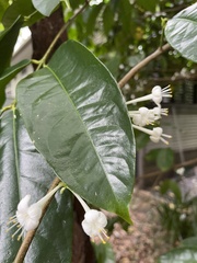 Phaleria