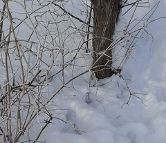 Amelanchier spicata
