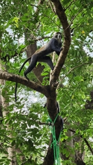 Cercopithecus mitis albogularis