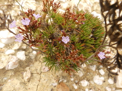 Limonium kraussianum