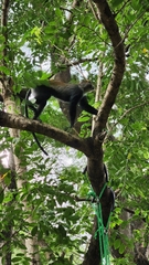Cercopithecus mitis albogularis
