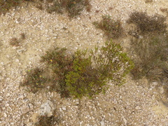 Limonium kraussianum