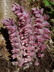 Lathraea squamaria