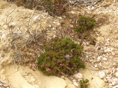 Limonium kraussianum
