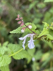 Stachys graciliflora