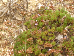 Limonium kraussianum