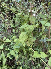 Stachys graciliflora