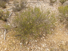 Cymbopappus adenosolen