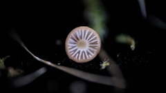 Mycena rutilantiformis