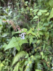 Stachys graciliflora