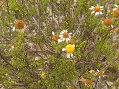 Cymbopappus adenosolen