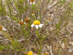 Cymbopappus adenosolen