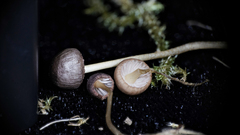 Mycena rutilantiformis