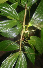 Phobaeticus serratipes