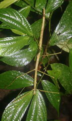 Phobaeticus serratipes