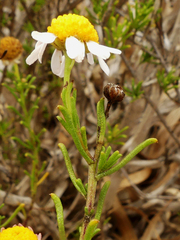 Cymbopappus adenosolen