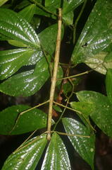 Phobaeticus serratipes