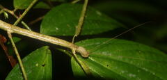 Phobaeticus serratipes