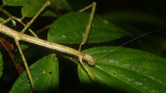 Phobaeticus serratipes