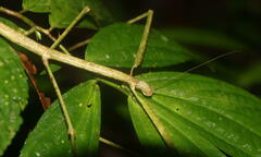 Phobaeticus serratipes