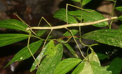 Phobaeticus serratipes
