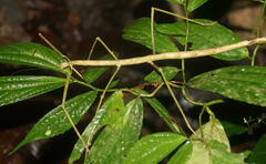 Phobaeticus serratipes