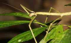 Phobaeticus serratipes