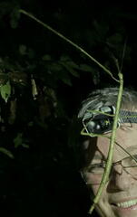 Phobaeticus serratipes