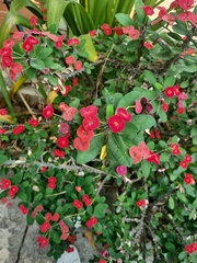 Euphorbia milii