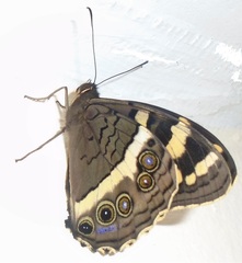 Aeropetes tulbaghia