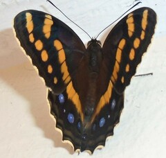Aeropetes tulbaghia