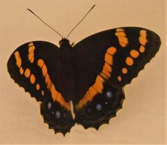 Aeropetes tulbaghia