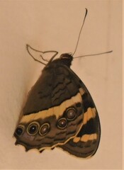 Aeropetes tulbaghia
