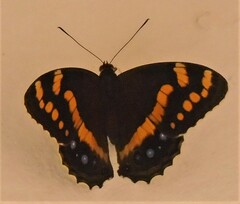 Aeropetes tulbaghia