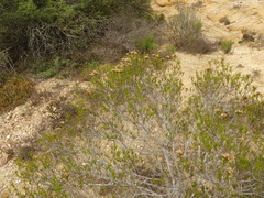 Pteronia flexicaulis