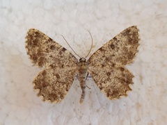 Charissa glaucinaria