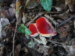 Sarcoscypha
